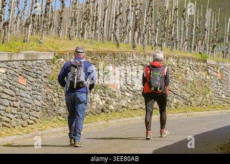 Bernkastel-Kues, Rheinland-Pfalz, Deutschland - 15. April 2026: Menschen wandern auf einer Straße durch Weinberge an den steilen Hängen des Berges Stockfoto