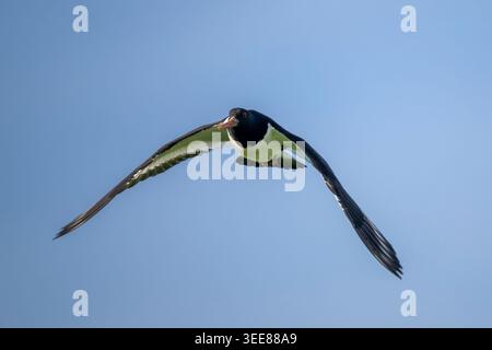 Austernfänger im Flug Stockfoto
