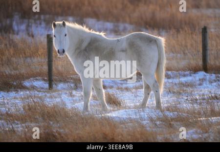 Ein einsames weißes Pferd steht in einer Winterlandschaft, beleuchtet vom warmen Glanz des Sonnenuntergangs, mit trockenem Gras und Schnee bedeckt den Boden Stockfoto