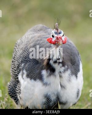 Ein Perlhühnchen mit seinem charakteristischen gepunkteten Gefieder und seinen hellroten Gesichtszügen steht auf einem grasbewachsenen Feld aufmerksam und blickt direkt in die Kamera Stockfoto