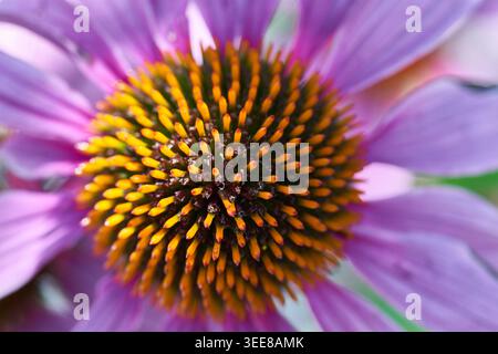 Makronaht einer violetten Koneflume (Echinacea) mit einem leuchtenden orangefarbenen Zentralkegel, Texturen und Pollen. Stockfoto