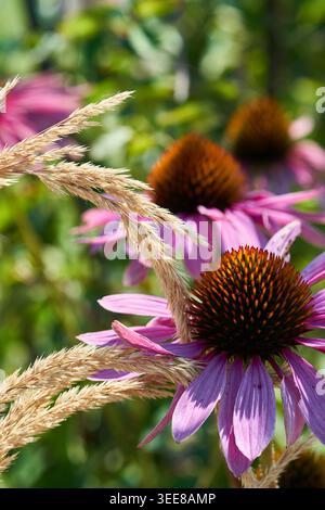 Sonnendurchflutete lila Konefloren (Echinacea), eingerahmt von goldenem Präriebas, weichem Bokeh und lebhaften Sommerfarben. Stockfoto