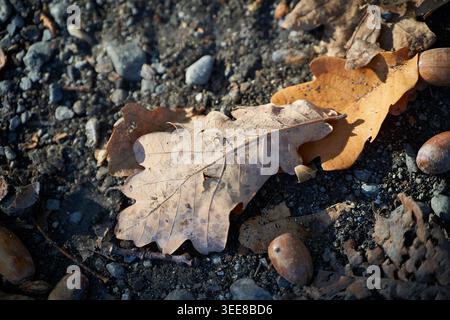 Trockene Eichenblätter und verstreute Eicheln liegen auf Kies und erinnern an Herbst, Verfall und stille Natur. Stockfoto