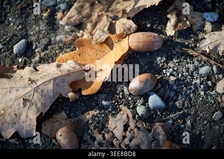 Nahaufnahme von Eicheln und braunen Eichenblättern, die im Herbst auf einem sonnendurchfluteten Waldboden verstreut sind. Stockfoto