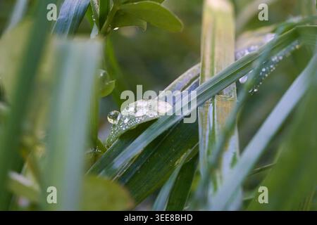 Nahaufnahme von grünem Gras und Blättern, bedeckt mit Morgentau und Wassertröpfchen, die an Frische und Ruhe erinnern. Stockfoto