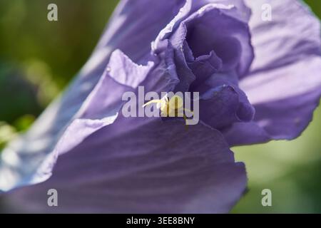 Gelbe Krabbenspinne auf einem violetten Blütenblatt, Nahaufnahme Makroaufnahme mit weichem Bokeh und natürlichem Licht. Stockfoto
