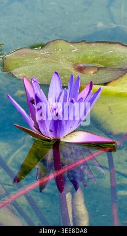 Eine lebhafte violette Seerose (Lotus) in voller Blüte schwimmt auf klarem Teichwasser, begleitet von breiten grünen Seerosenblättern und reflektierten Schatten Stockfoto