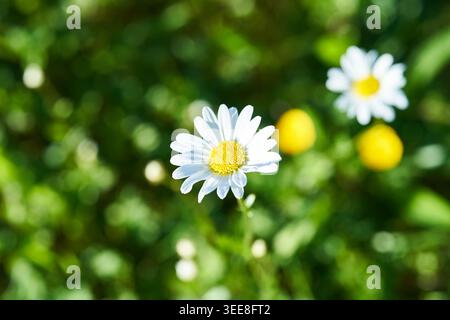 Eine einzelne weiße Gänseblümchenblümchen blüht auf einer sonnendurchfluteten Wiese mit gelbem Zentrum, zarten Blütenblättern und leuchtendem grünem Bokeh. Stockfoto