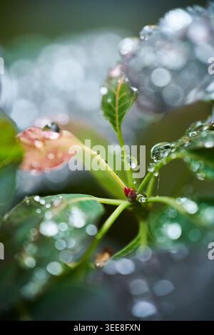 Mit Tau bedeckte Blätter, die in Makroaufnahmen erfasst werden, mit Wassertröpfchen, frischem Grün und traumhaftem Bokeh. Stockfoto