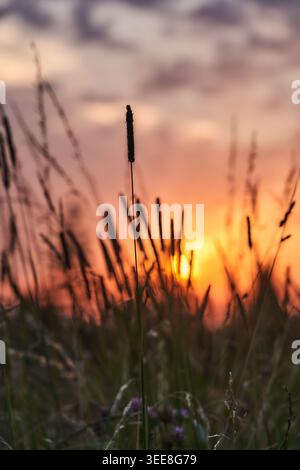 Silhouetten von hohen Gräsern auf einer Wiese, die in warmes goldenes Licht bei Sonnenuntergang getaucht ist, was Ruhe und Einsamkeit hervorruft. Stockfoto