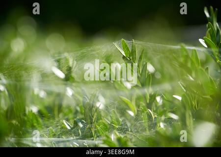 Sonnendurchflutetes grünes Laub, bedeckt mit zarten Spinnennetzen, schafft eine sanfte, ätherische Morgenatmosphäre. Stockfoto