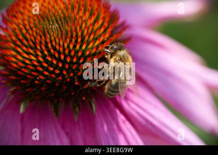 Nahaufnahme einer Honigbiene, die Nektar auf einer rosafarbenen Echinacea sammelt, was die Bestäubung und das Sommergartenleben hervorhebt. Stockfoto