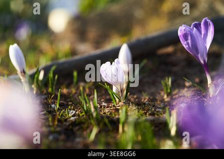 Zarte violette und weiße Krokusblüten blühen im warmen Frühlingslicht zwischen Gras und Waldschutt. Stockfoto