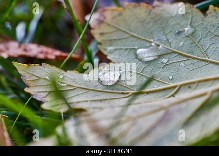 Makroansicht eines Herbstblattes auf Gras mit klaren Wassertröpfchen und weichem Tageslicht. Stockfoto