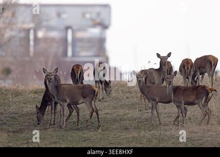 Der Rothirsch (Cervus elaphus) ist eine der größten Hirscharten. Stockfoto