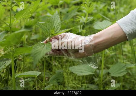 Hand mit durchsichtigem Einweghandschuh sorgfältig junge Brennnesselblätter von einem üppigen grünen Fleck in der Natur pflücken Stockfoto