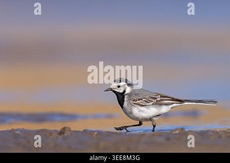 Weiße Bachstelze (Motacilla alba), die an einem schlammigen Ufer in Polen spazieren und ihr markantes schwarzes, weißes und graues Gefieder zeigen. Stockfoto