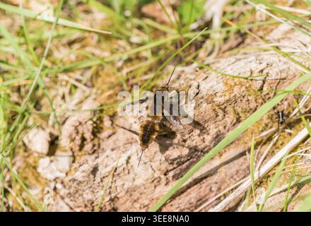 Paarungspaar von Bienenfliegen (Bombylius Major) auf Ham Common, Surrey Stockfoto