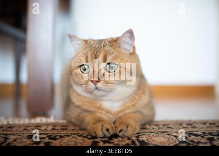 Porträt einer niedlichen Ingwerkatze mit großen grünen Augen auf gemustertem Teppich in hellem Raum. Das Tier zeigt Ruhe und Behaglichkeit und schafft Atmosphäre Stockfoto