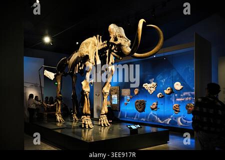 Lyon, Frankreich - 19. März 2026: Fossiles Skelett eines Woolly-Mammuts in der Origins-Galerie des Musee des Confluences Museum Stockfoto