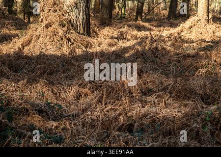 Sol forestier couvert de fougères brunes en fin d'hiver dans le bois de l'Ermitage à villers-La-Ville | sonniger Waldboden mit braunem, verwelktem For Stockfoto