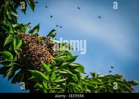 Ein Schwarm Bienen in einem Vorstadtbaum in Wanstead, London Stockfoto