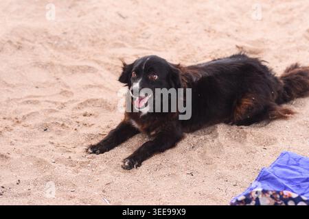 Hund liegt am Sandstrand. Niedlicher schwarzer Hund ruht während der Sommerferien auf Sand in der Nähe des Meeres. Glückliches Haustier genießt einen sonnigen Tag im Freien. Freundliches Haus Stockfoto