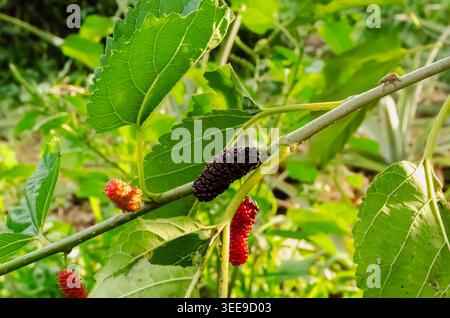 Nahaufnahme von Reifen schwarzen und reifenden roten Maulbeeren, die an einem sonnigen Sommertag an einem grünen Zweig hängen. Stockfoto