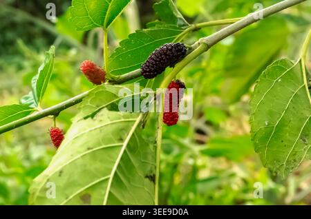 Nahaufnahme von frischen Maulbeeren, die auf einem von grünen Blättern umgebenen Baumzweig unter hellem Tageslicht Reifen. Stockfoto