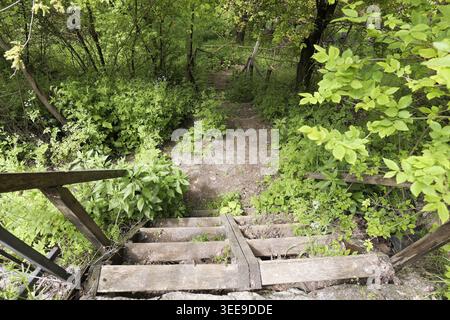 Alte Holztreppen führen einen Naturpfad hinunter, umgeben von lebhaftem Sommerlaub und dichter Waldvegetation Stockfoto