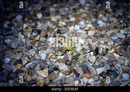 Gelb-Brauner Frosch Auf Kieseln, Schwach Beleuchtete Nahaufnahme Mit Gesprenkelter Haut, Feuchten Steinen Und Seichten Tiefen Des Feldes, Kühle Blaue Schatten, Einsame Nächtliche Nacht Stockfoto