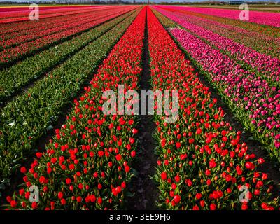Aus der Vogelperspektive sehen Sie leuchtende Reihen roter und rosa Tulpen, die auf einem riesigen landwirtschaftlichen Feld unter hellem Sonnenlicht blühen Sommelsdijk, Südholland, Niederlande Stockfoto