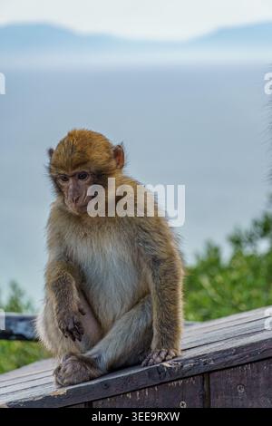 Gibraltar - 17. April 2026: Ein junger Berbermakaken sitzt auf einer Aussichtsplattform und blickt nach unten Stockfoto