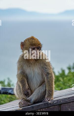 Gibraltar - 17. April 2026: Ein junger Berbermakaken sitzt auf einer Aussichtsplattform und blickt nach unten Stockfoto