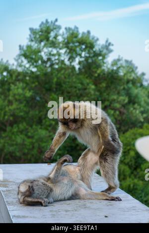 Gibraltar - 17. April 2026: Zwei Berbermakaken spielen auf einer Aussichtsplattform Stockfoto