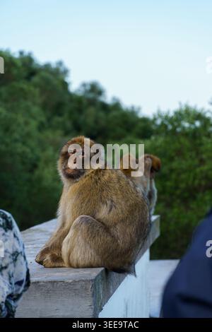 Gibraltar - 17. April 2026: Ein Berbermakaken sitzt auf einer Aussichtsplattform, während zwei weitere Berbermakaken im Hintergrund spielen Stockfoto