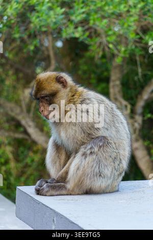 Gibraltar - 17. April 2026: Ein Berbermakaken sitzt auf einer Aussichtsplattform und blickt nach unten Stockfoto