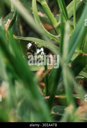 Wassertropfen auf Grasblatt, Makronaht im Garten, Kairo, Ägypten Stockfoto
