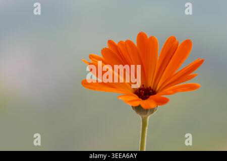 Calendula (Calendula officinalis) Orange Blüte in Blüte mit minimalistischer Komposition und weichem Frühlingshintergrund Kopierraum. Stockfoto