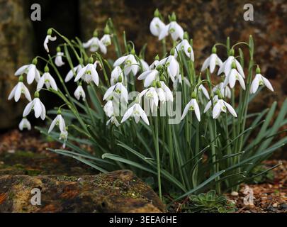 Schneeglöckchen, Galanthus nivalis „Magnet“, Amaryllidaceae. UK. „Magnet“ ist eine bauchige, bis zu 25 cm hohe Staude mit schmalen, glaukösen Blättern. Stockfoto