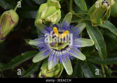 Eine blaue Passionsblume. Passiflora caerulea. Makroblume Stockfoto