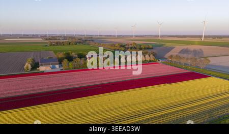Aus der Vogelperspektive blühende rosa, rote und gelbe Tulpenfelder mit einem Bauernhaus und Windturbinen am Horizont in Lelystad, Flevoland, Niederlande. Stockfoto