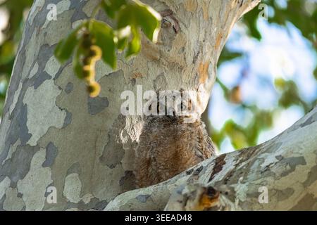Große gehörnte Eule, die auf einem Baum sitzt Stockfoto