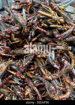 Gebratene Heuschrecken zum Verkauf auf einem Nachtmarkt in Shenyang, China, aufgenommen am 21. März 2026. Foto von Francis Specker Stockfoto