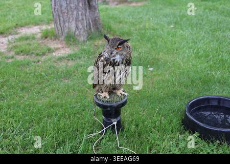 Eurasischer Uhu-Raptor mit orangefarbenen Augen zur Seite schauen Stockfoto