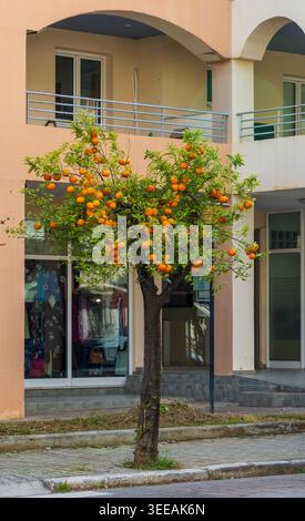 Malerischer Blick auf Mandarinenbaum mit wunderschönen Orangenfrüchten. Typischer Baum in den Straßen von griechischen Städten. Itea, Griechenland Stockfoto