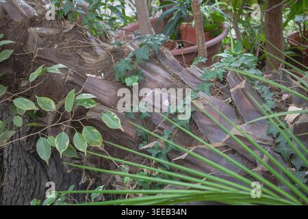 Ivy Hedera Helix wächst auf einem Palmenstamm in einem Gewächshaus - tropisches botanisches Detail. Stockfoto