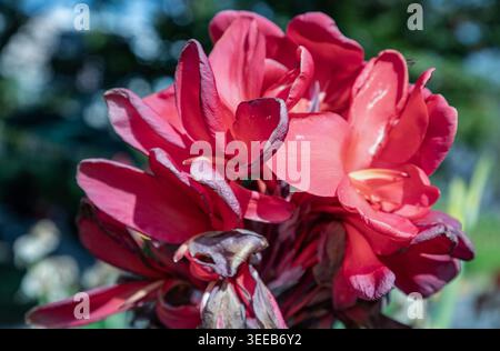 Vor einer traumhaften Kulisse aus coolem Smaragd entfaltet sich eine Ansammlung purpurpurroter Canna Lilien in einer lebendigen Darstellung natürlicher Eleganz. Ihre samtigen Blüten t Stockfoto