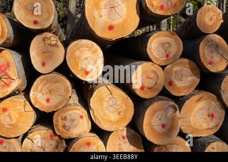 Gestapelte und rot markierte Buchenholz- und Holzhaufen im Wald nach dem Fällen von Bäumen für die Holzverarbeitung Stockfoto
