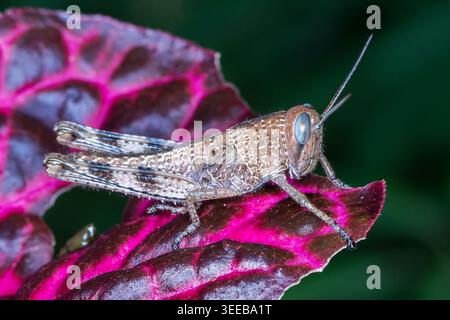 Riesige Grasshopper (Valanga irregularis), die auf farbenfrohen Blättern in Brisbane, Queensland, Australien, ruht. Stockfoto